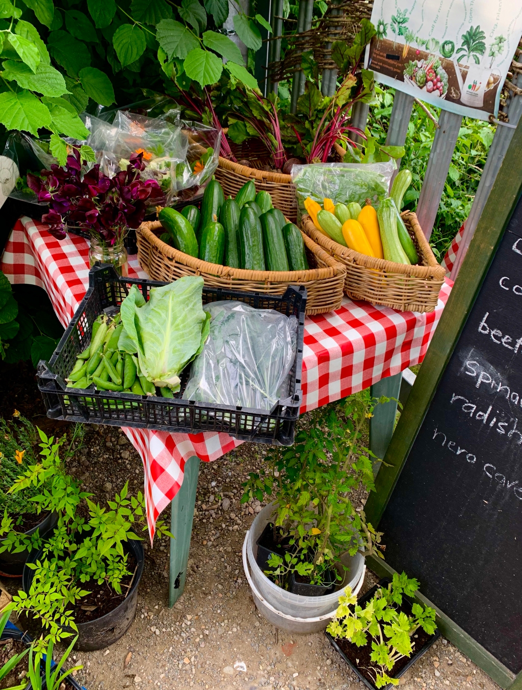 Plant & produce stall